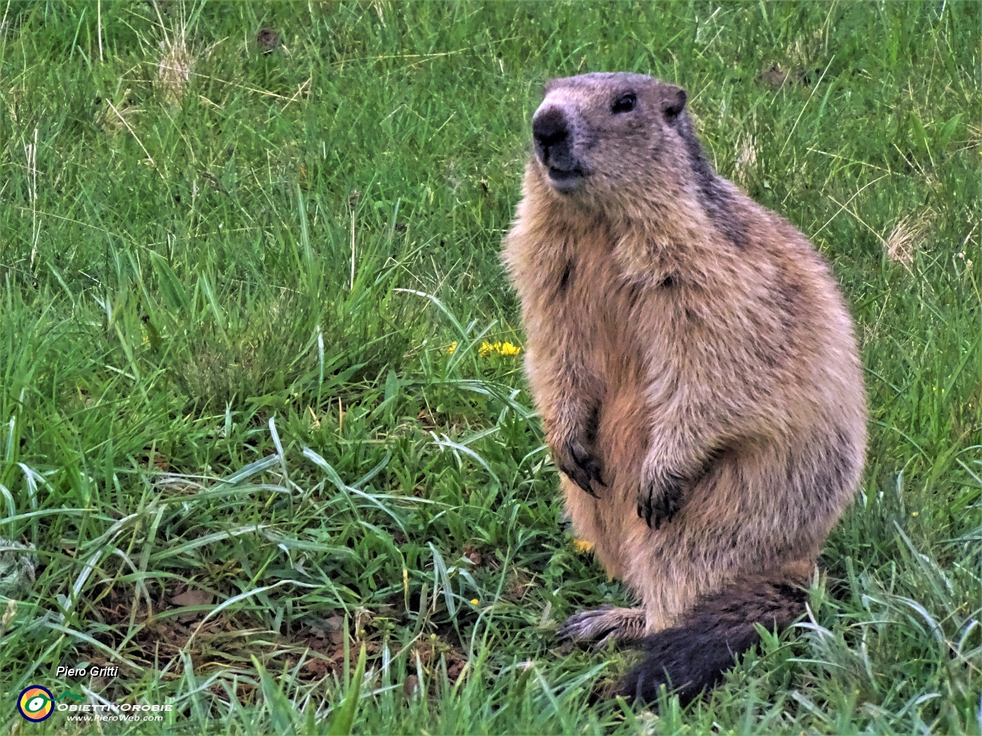 62 Marmota marmota (Marmotta delle Alpi) in attenta sentinella.JPG -                                